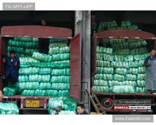 最新白菜价格动态及蔬菜商情网全面分析 最新白菜价格动态及蔬菜商情网全面分析