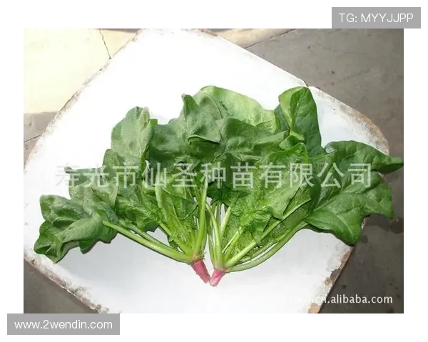 澳门地区有哪些招聘菠菜的机会和信息？